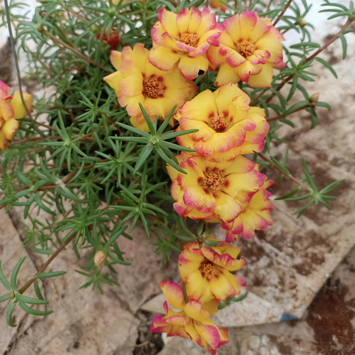 30-Golden Pink Bicolor Moss Rose (Portulaca Grandiflora)-8169 Seeds