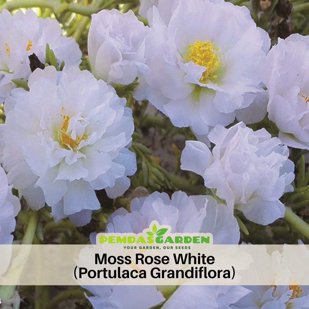 Moss Rose White (Portulaca Grandiflora) Seeds, 30 seeds