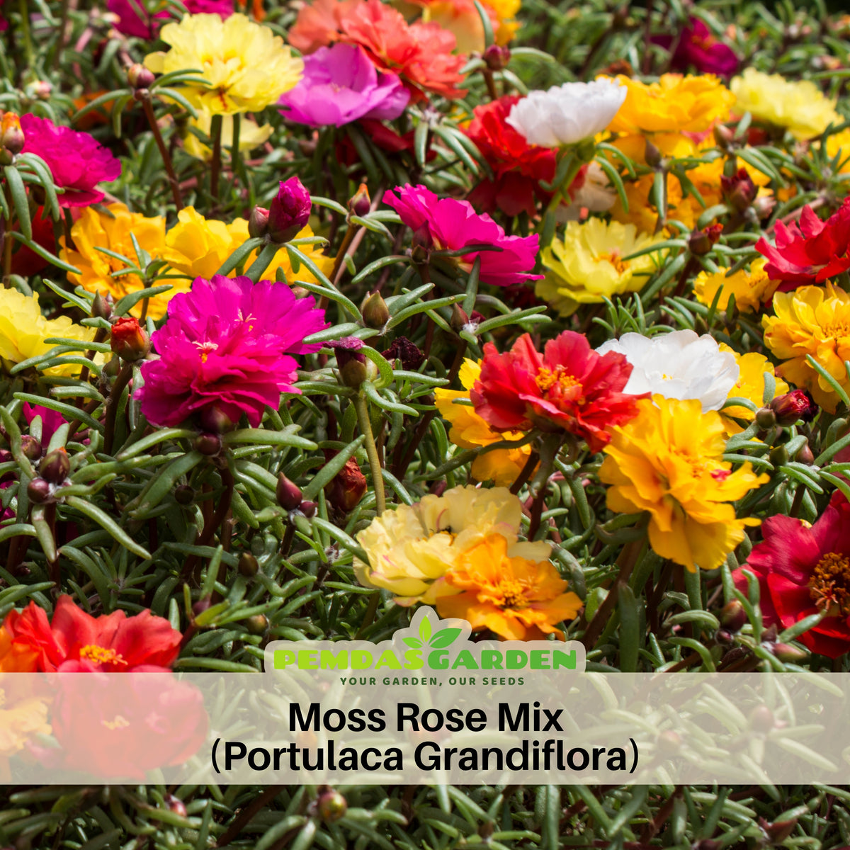 Moss Rose (Portulaca Grandiflora Mix) Seeds, 30 seeds