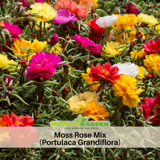Moss Rose (Portulaca Grandiflora Mix) Seeds, 30 seeds