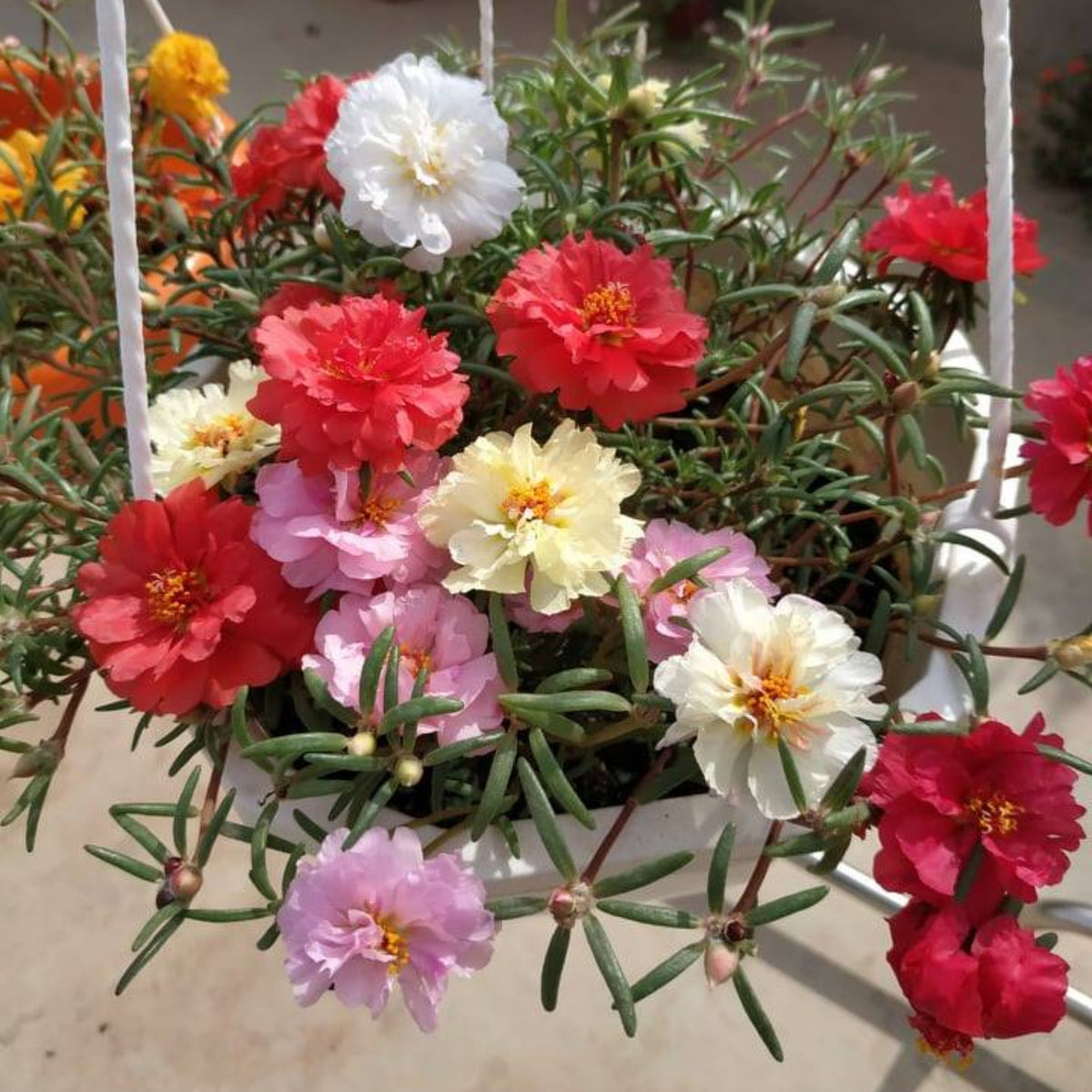 Moss Rose (Portulaca Grandiflora Mix) Seeds, 30 seeds