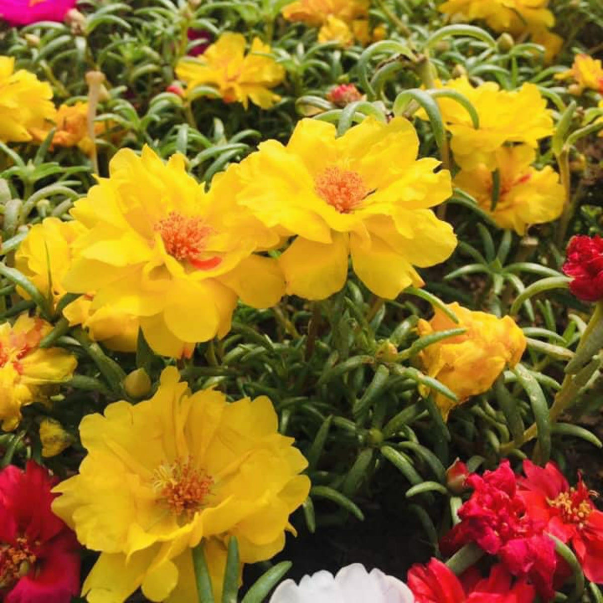 Moss Rose (Portulaca Grandiflora Mix) Seeds, 30 seeds