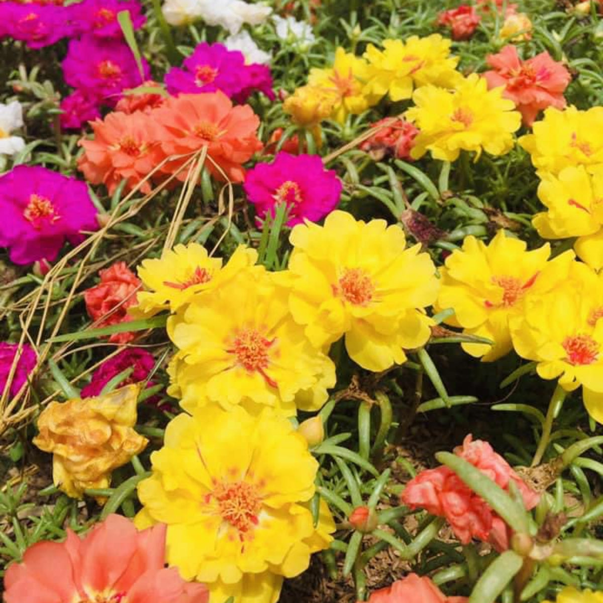 Moss Rose (Portulaca Grandiflora Mix) Seeds, 30 seeds