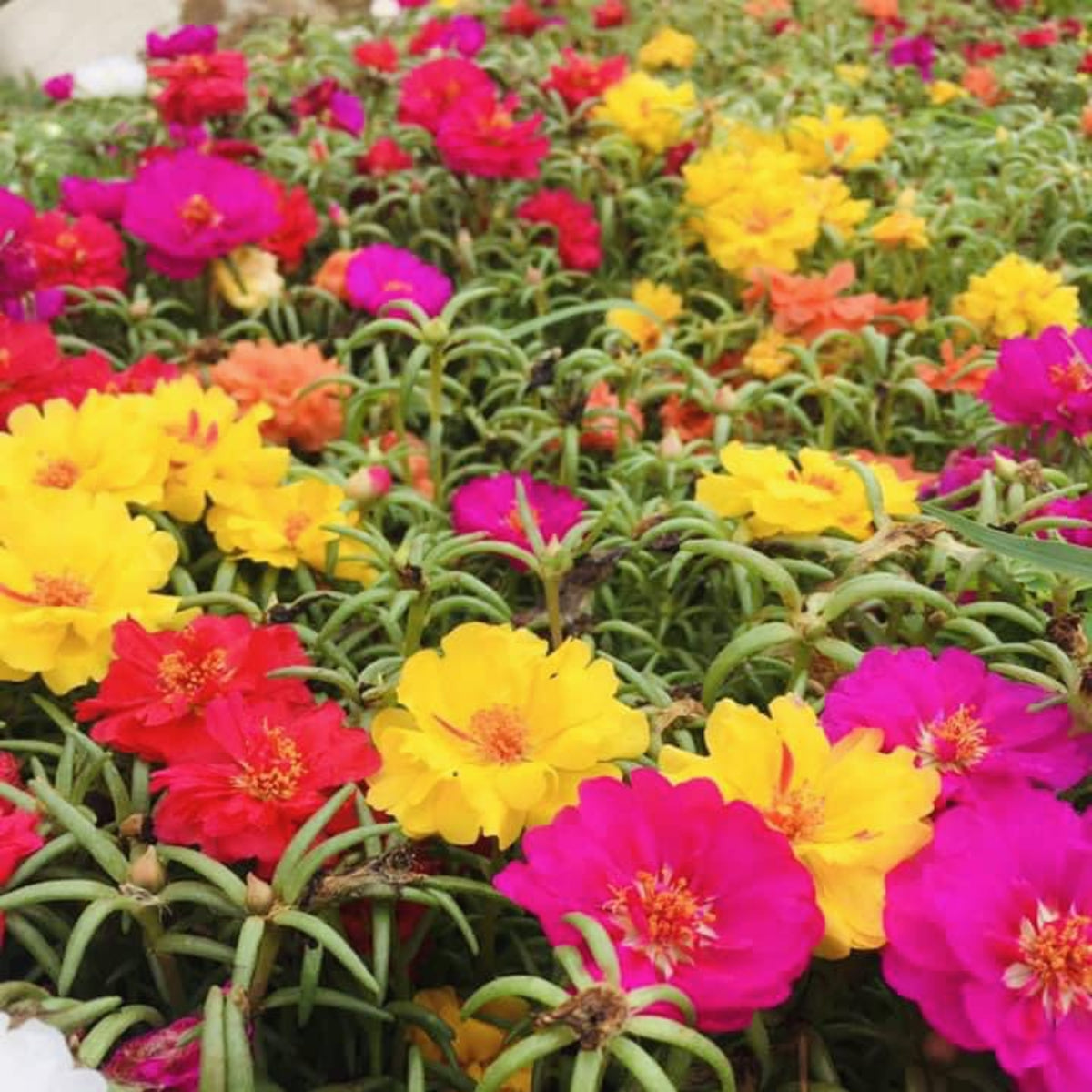 Moss Rose (Portulaca Grandiflora Mix) Seeds, 30 seeds
