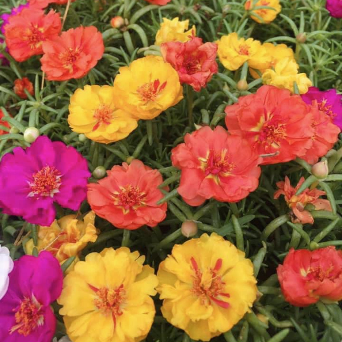 Moss Rose (Portulaca Grandiflora Mix) Seeds, 30 seeds