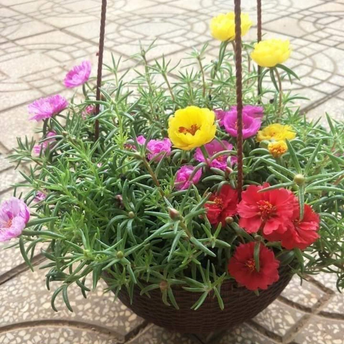 Moss Rose (Portulaca Grandiflora Mix) Seeds, 30 seeds