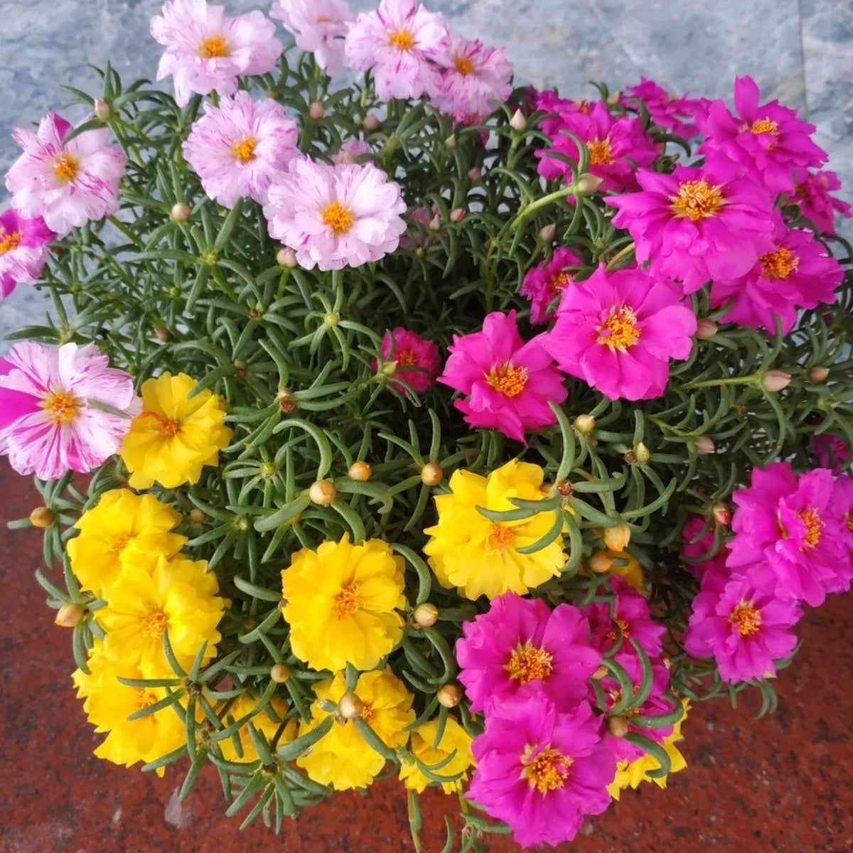 Moss Rose (Portulaca Grandiflora Mix) Seeds, 30 seeds