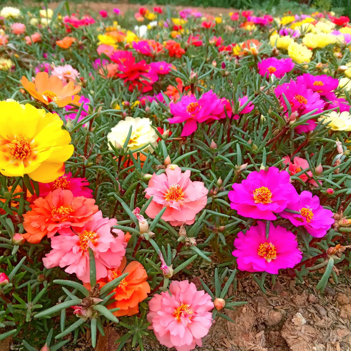 Moss Rose (Portulaca Grandiflora Mix) Seeds, 30 seeds