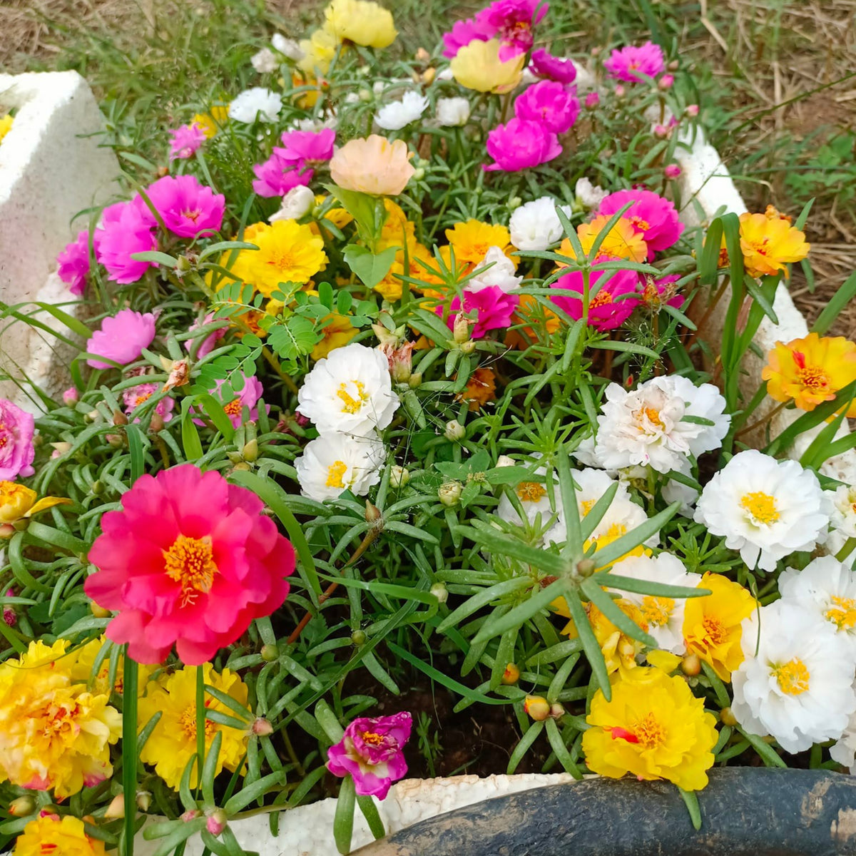 Moss Rose (Portulaca Grandiflora Mix) Seeds, 30 seeds