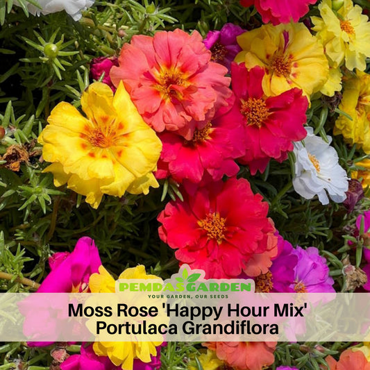 Moss Rose (Portulaca Grandiflora Happy Hour Mix) Seeds, 30 seeds