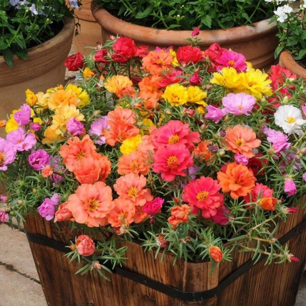 Moss Rose (Portulaca Grandiflora Happy Hour Mix) Seeds, 30 seeds
