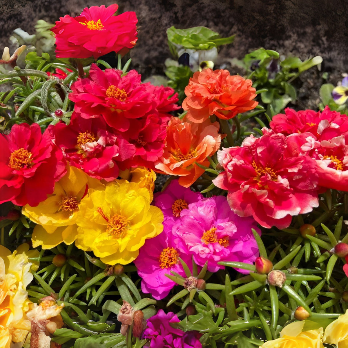 Moss Rose (Portulaca Grandiflora Happy Hour Mix) Seeds, 30 seeds