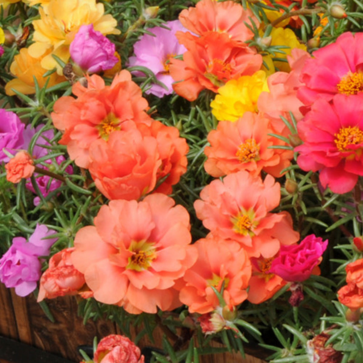 Moss Rose (Portulaca Grandiflora Happy Hour Mix) Seeds, 30 seeds