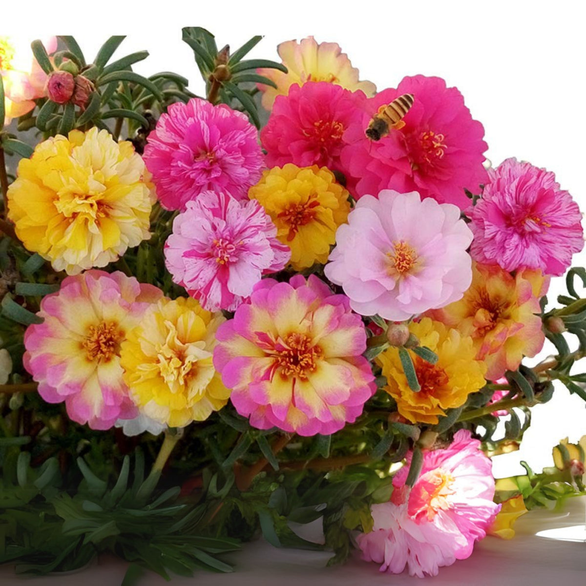 Moss Rose (Portulaca Grandiflora Happy Hour Mix) Seeds, 30 seeds
