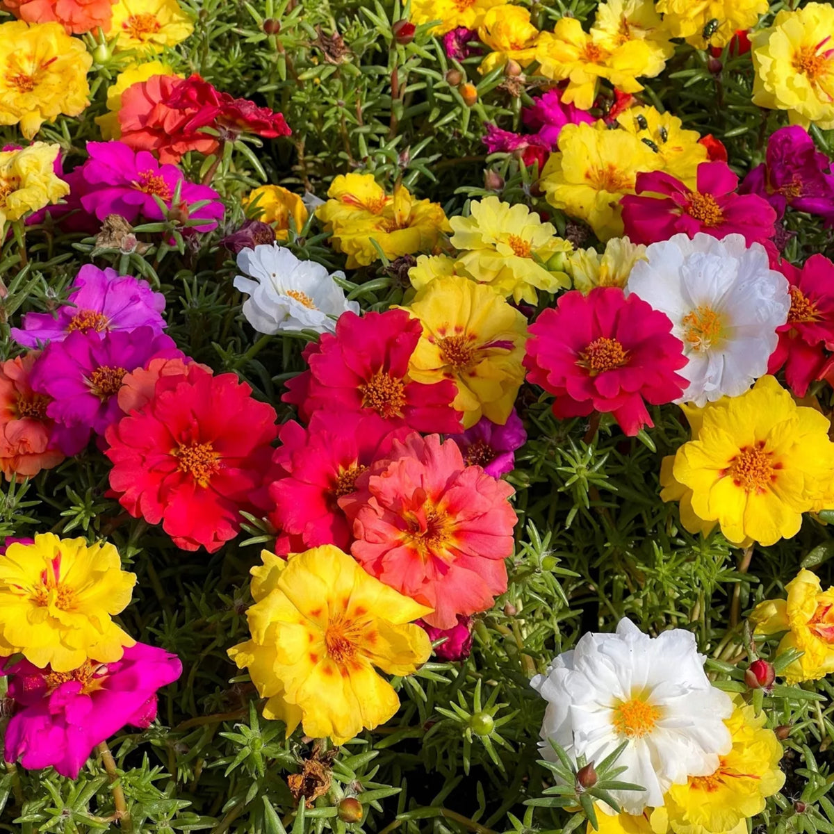 Moss Rose (Portulaca Grandiflora Happy Hour Mix) Seeds, 30 seeds