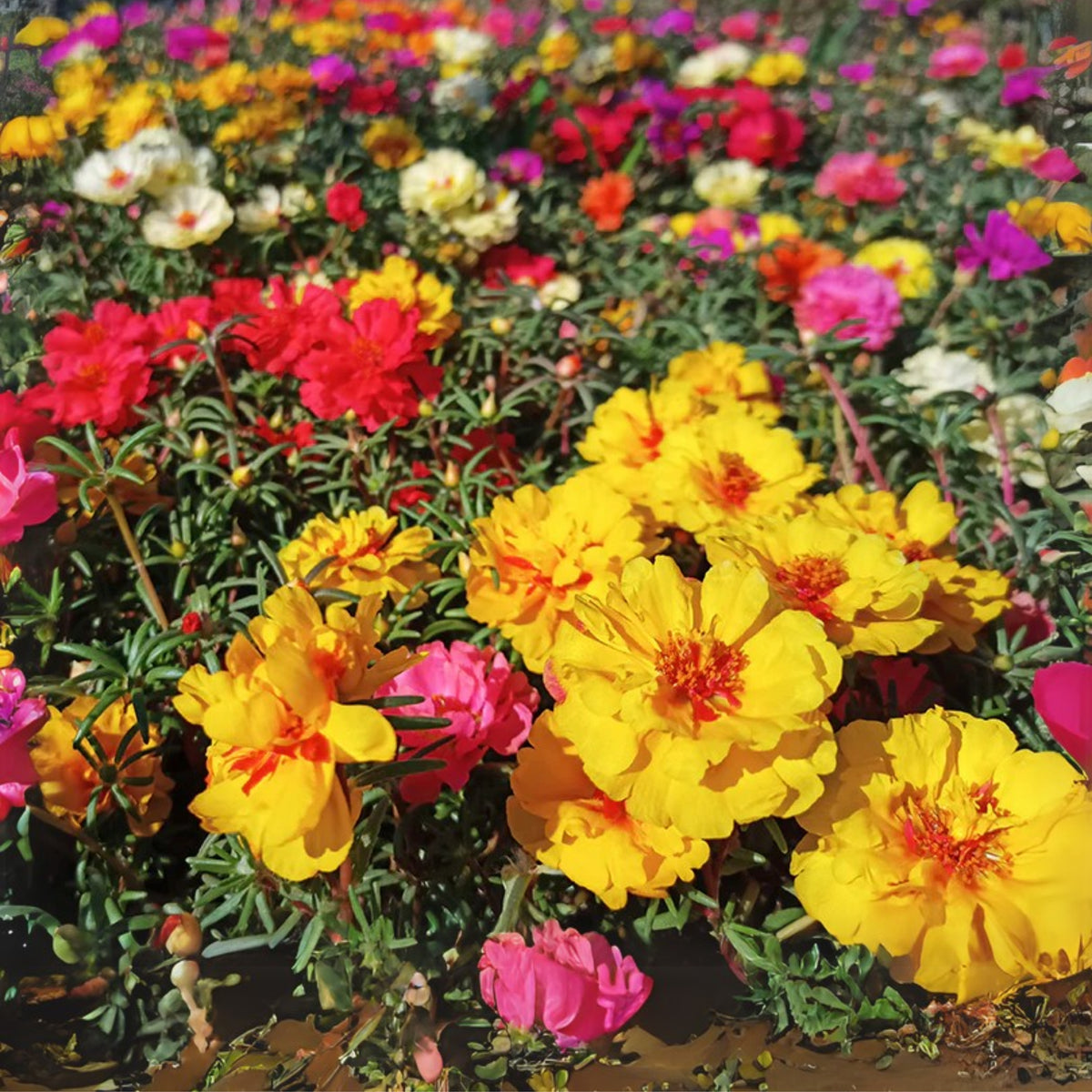 Moss Rose (Portulaca Grandiflora Happy Hour Mix) Seeds, 30 seeds
