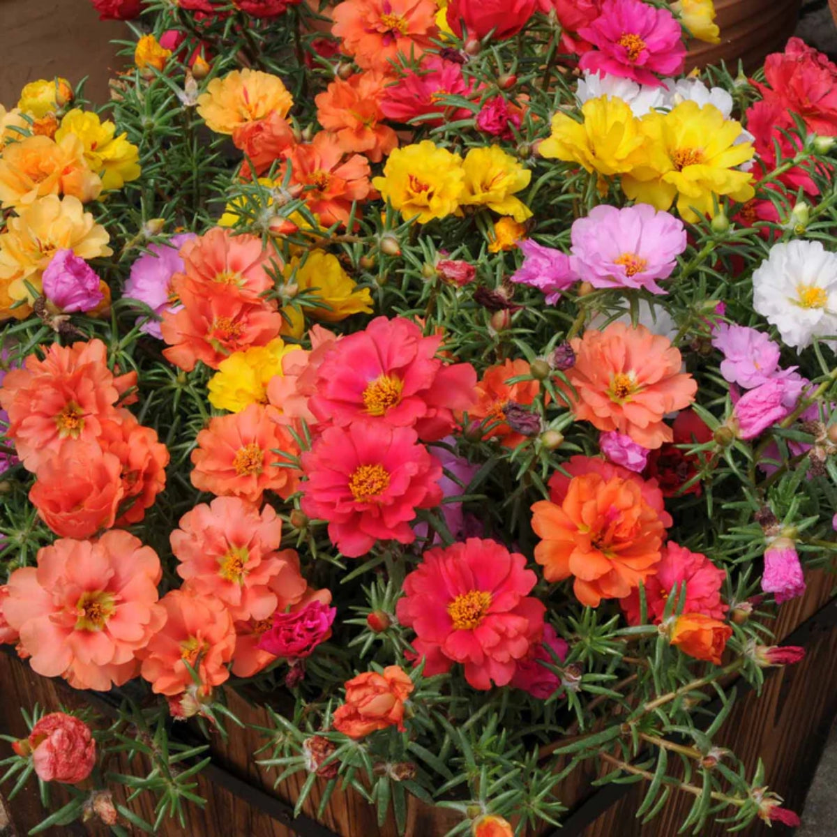Moss Rose (Portulaca Grandiflora Happy Hour Mix) Seeds, 30 seeds