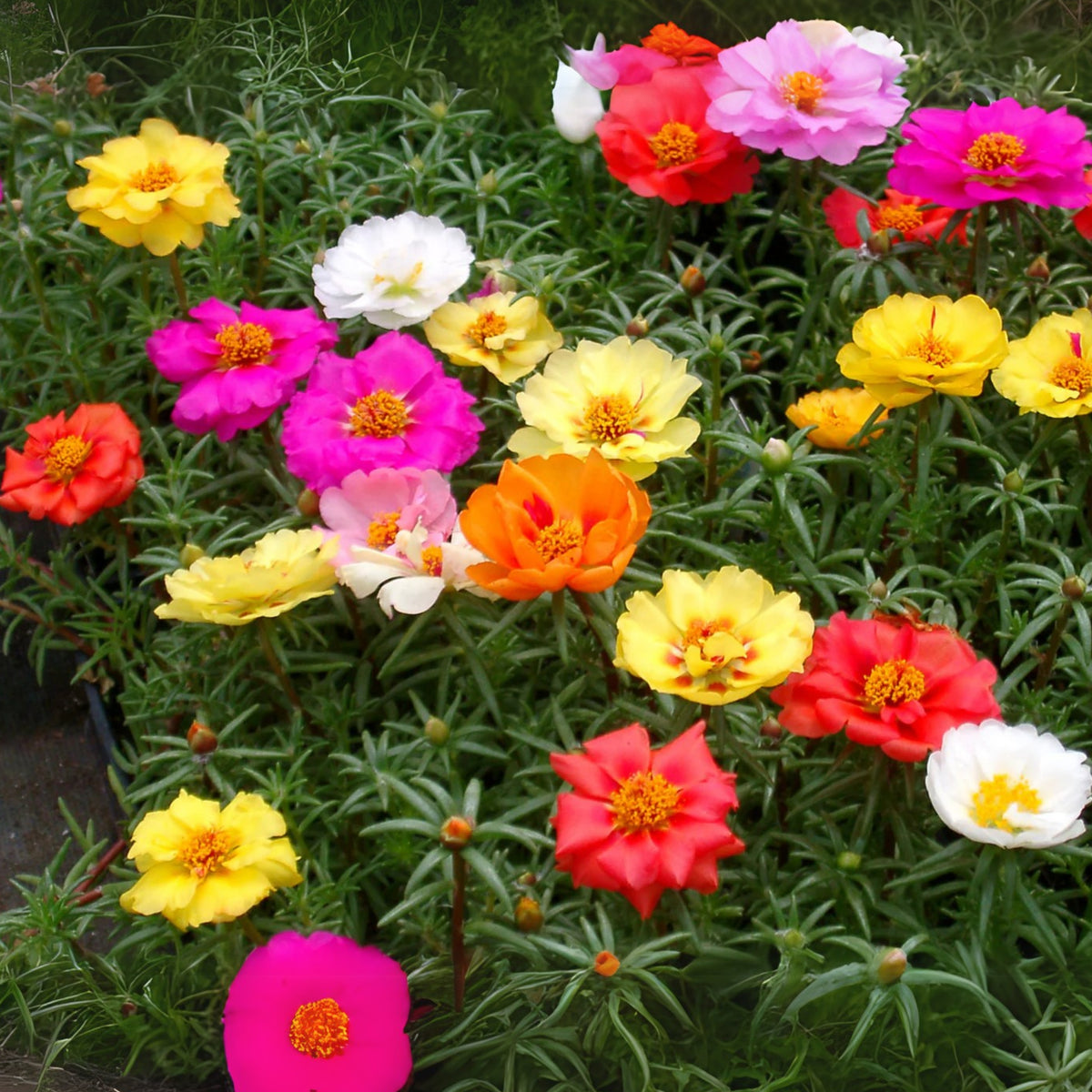 Moss Rose (Portulaca Grandiflora Happy Hour Mix) Seeds, 30 seeds