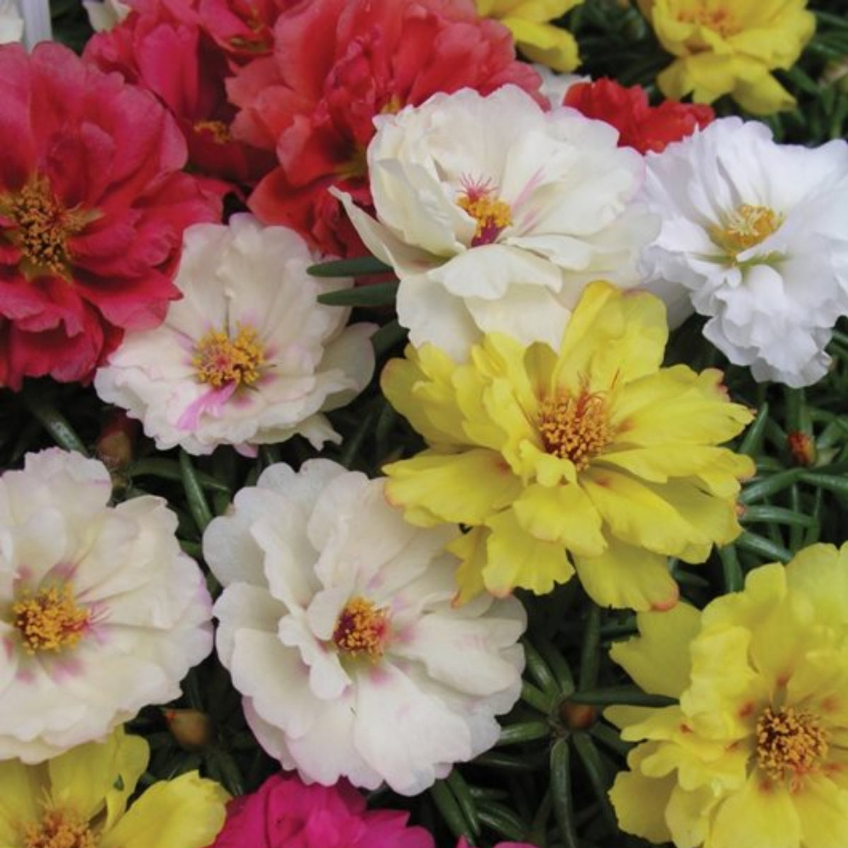 Moss Rose (Portulaca Grandiflora Happy Hour Mix) Seeds, 30 seeds