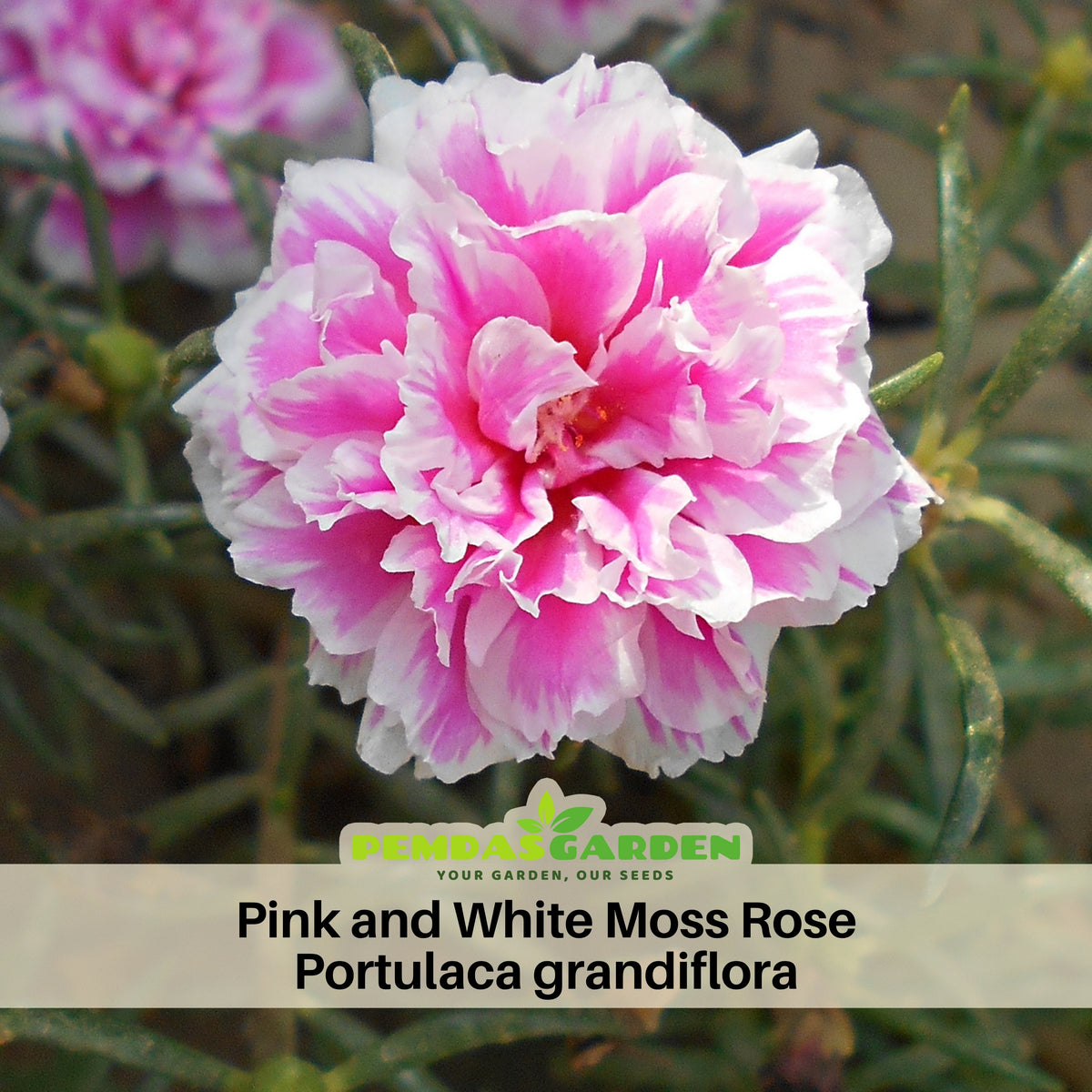 Moss Rose Seeds - Happy Hour Tropical Mix, 30 seeds
