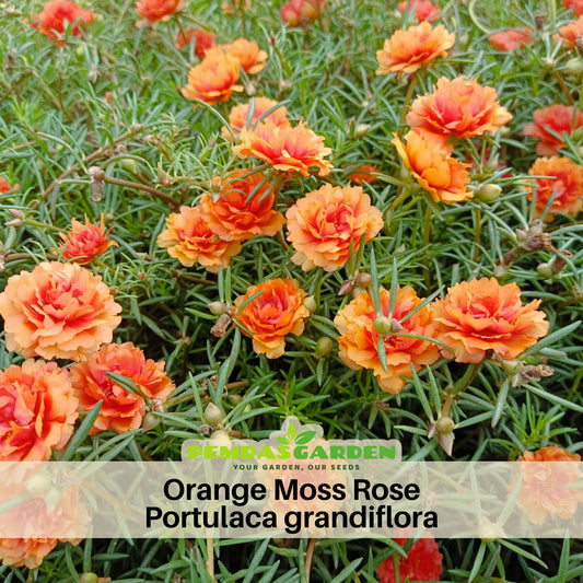 Orange Moss Rose Portulaca Grandiflora Seeds, 30 seeds
