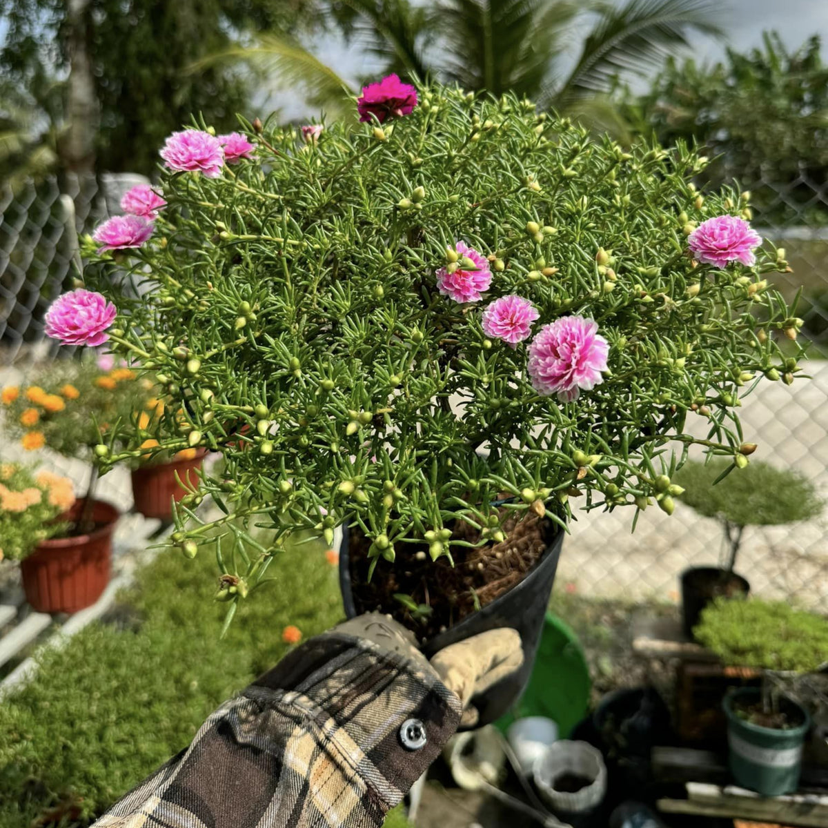 Moss Rose Seeds - Happy Hour Tropical Mix, 30 seeds