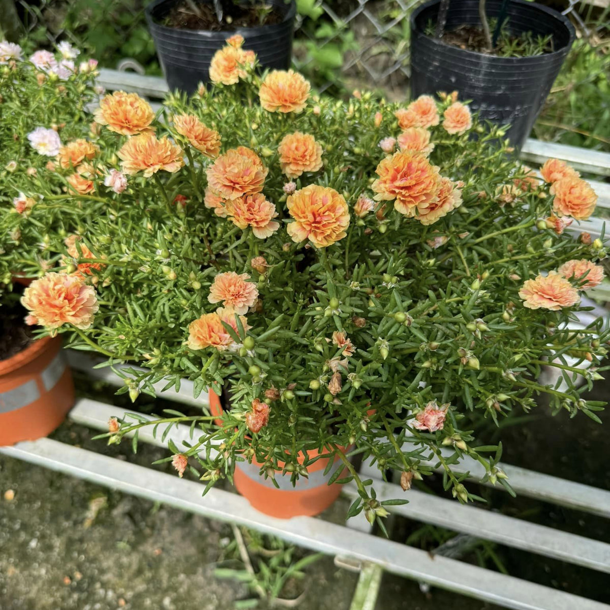 Orange Moss Rose Portulaca Grandiflora Seeds, 30 seeds
