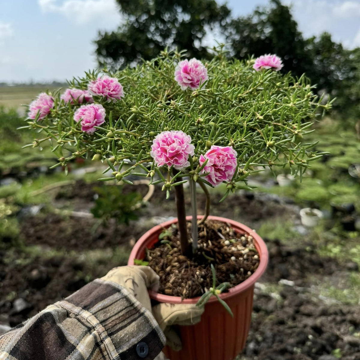 Moss Rose Seeds - Happy Hour Tropical Mix, 30 seeds