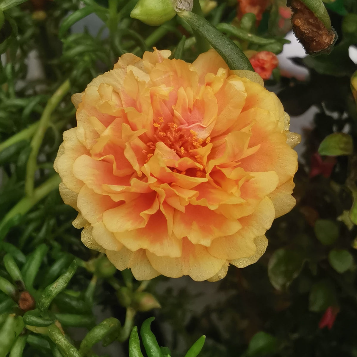 Orange Moss Rose Portulaca Grandiflora Seeds, 30 seeds
