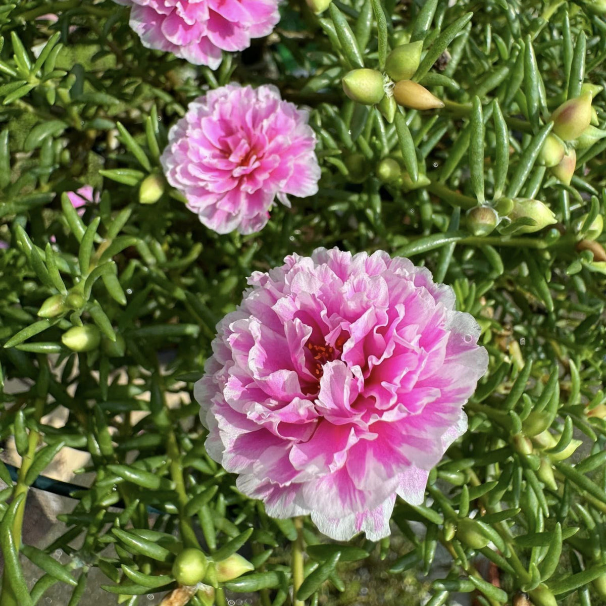 Moss Rose Seeds - Happy Hour Tropical Mix, 30 seeds