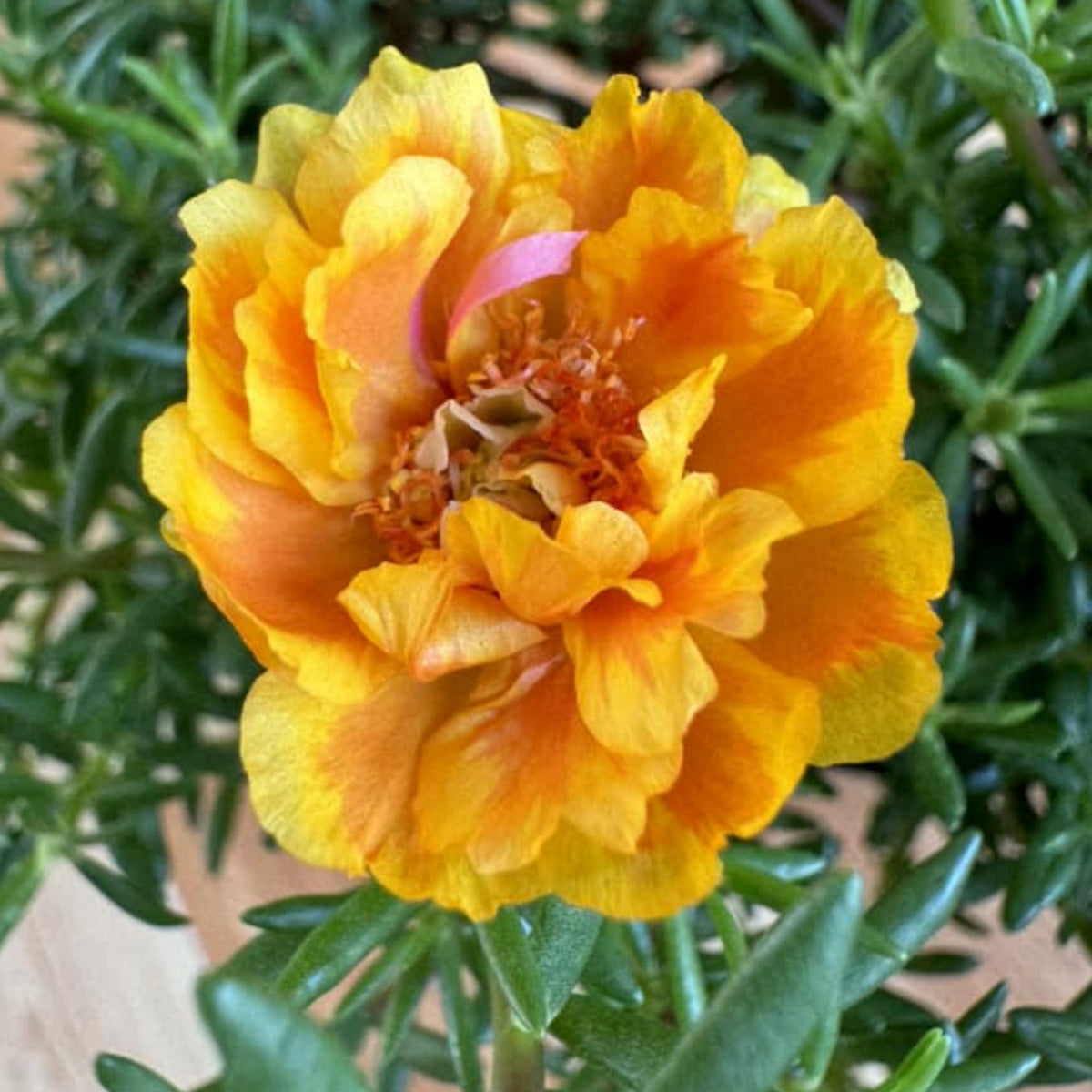 Orange Moss Rose Portulaca Grandiflora Seeds, 30 seeds