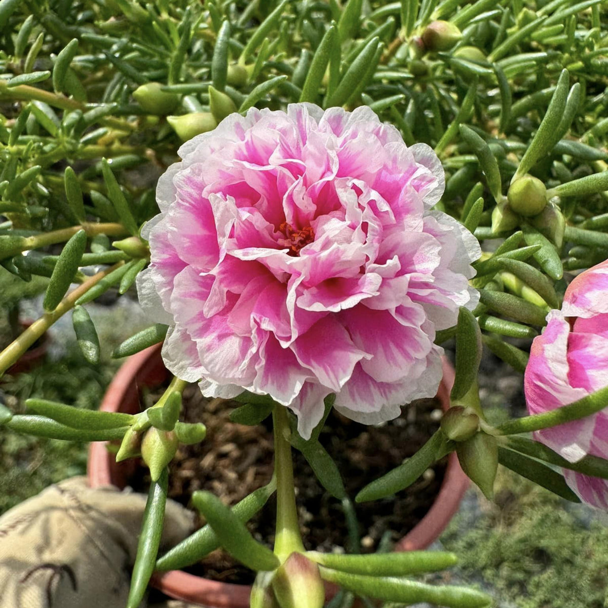 Moss Rose Seeds - Happy Hour Tropical Mix, 30 seeds