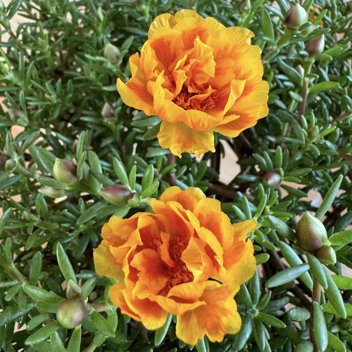 Orange Moss Rose Portulaca Grandiflora Seeds, 30 seeds