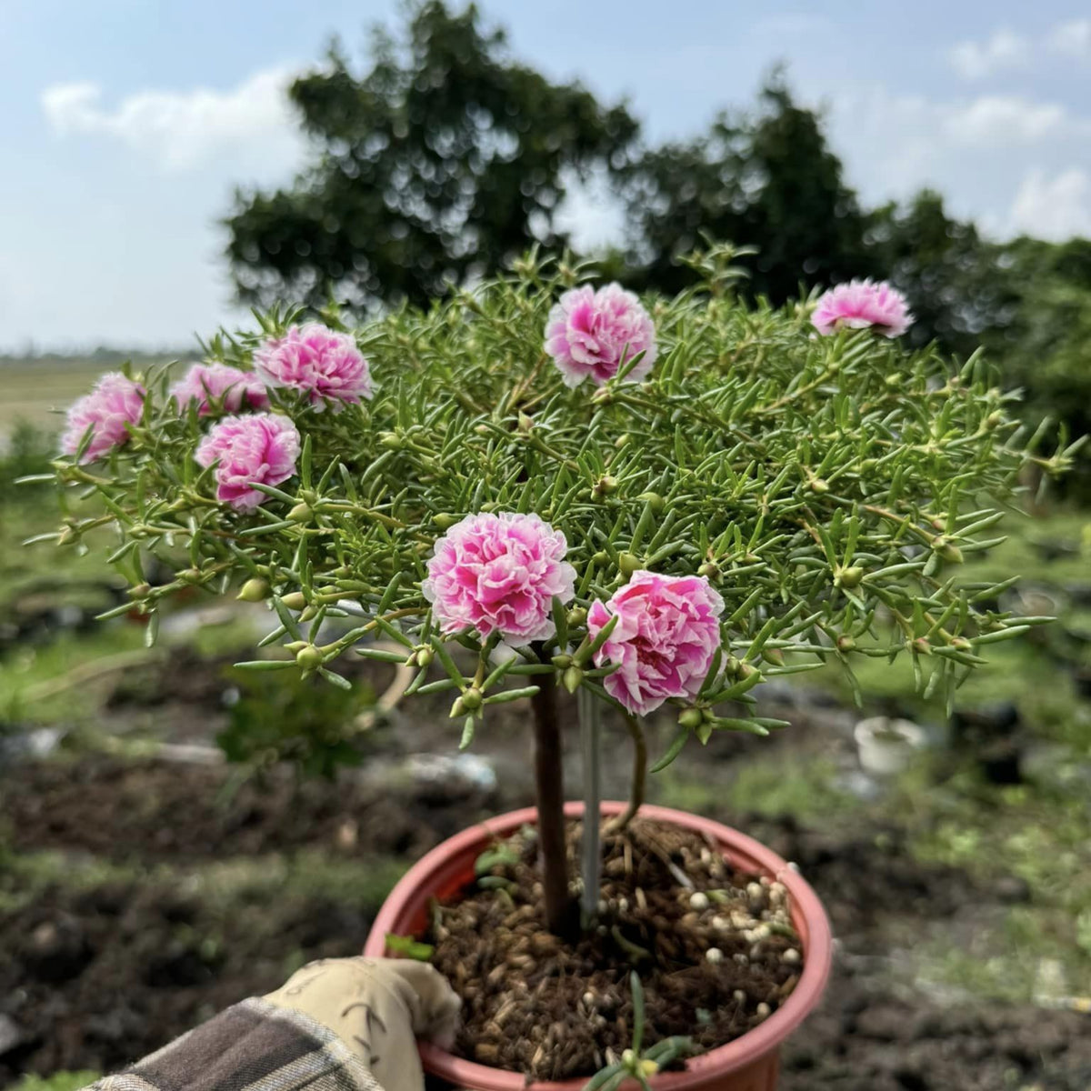 Moss Rose Seeds - Happy Hour Tropical Mix, 30 seeds