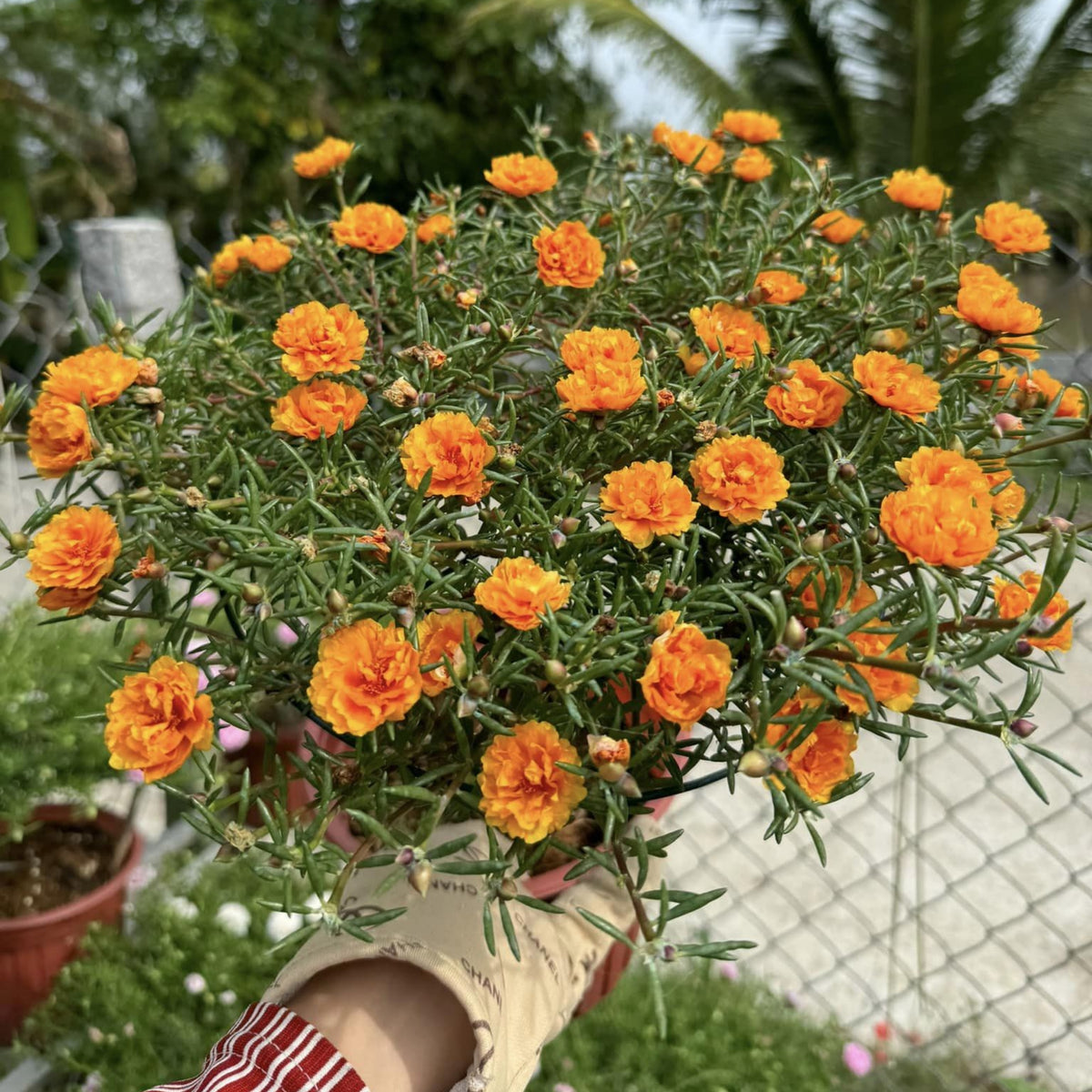 Orange Moss Rose Portulaca Grandiflora Seeds, 30 seeds