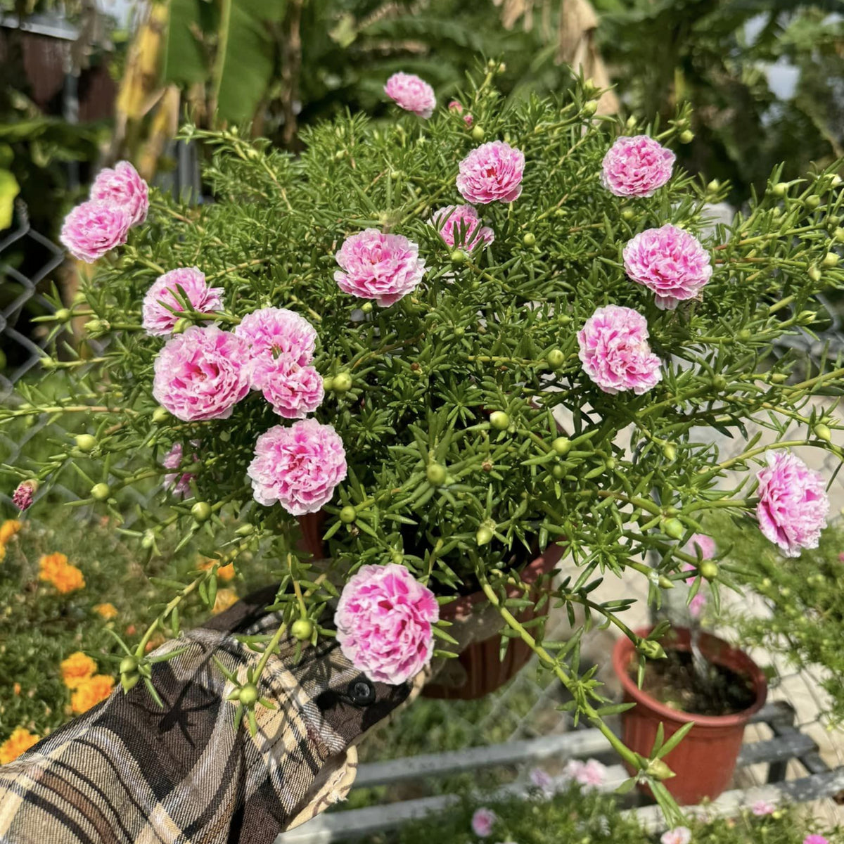 Moss Rose Seeds - Happy Hour Tropical Mix, 30 seeds