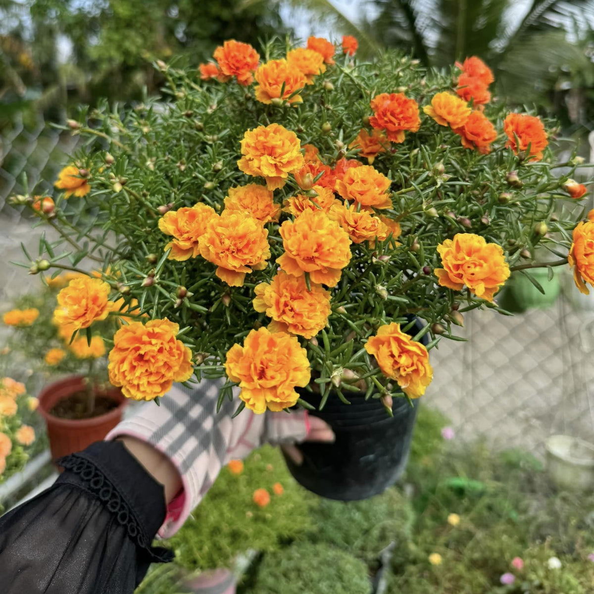 Orange Moss Rose Portulaca Grandiflora Seeds, 30 seeds