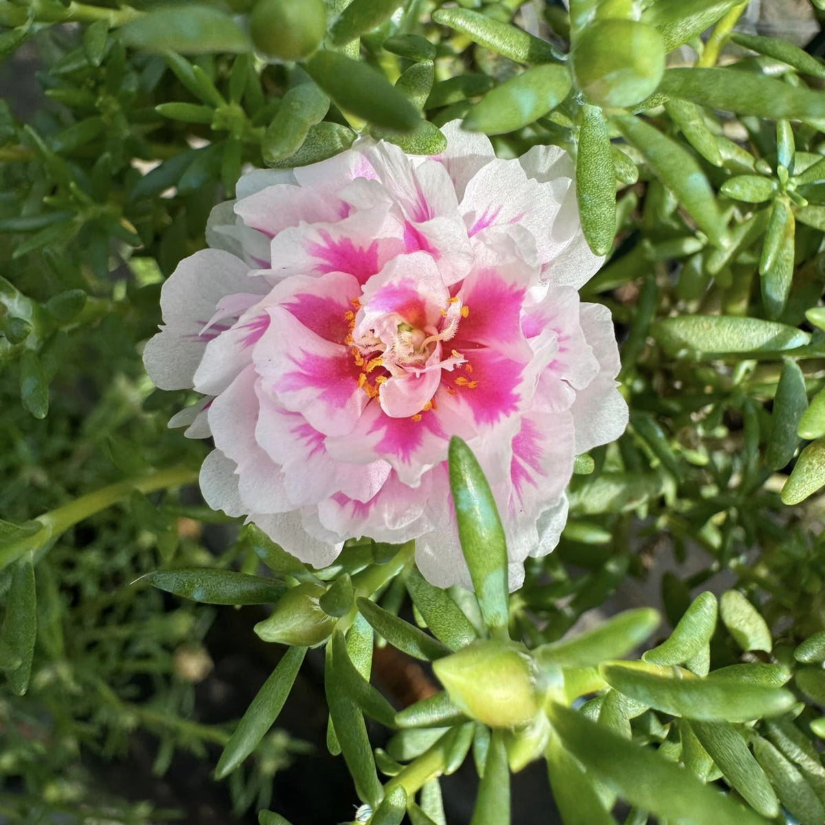 Moss Rose Seeds - Happy Hour Tropical Mix, 30 seeds