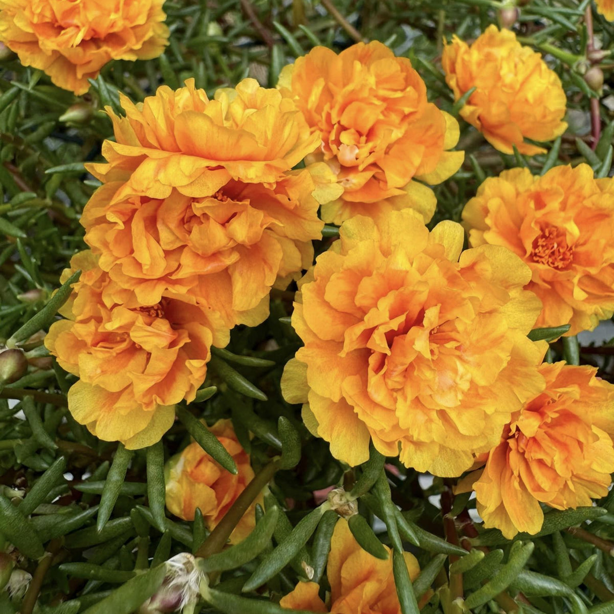 Orange Moss Rose Portulaca Grandiflora Seeds, 30 seeds