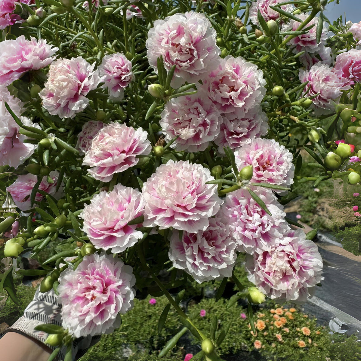 Moss Rose Seeds - Happy Hour Tropical Mix, 30 seeds