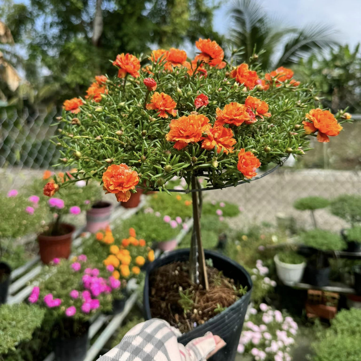 Orange Moss Rose Portulaca Grandiflora Seeds, 30 seeds