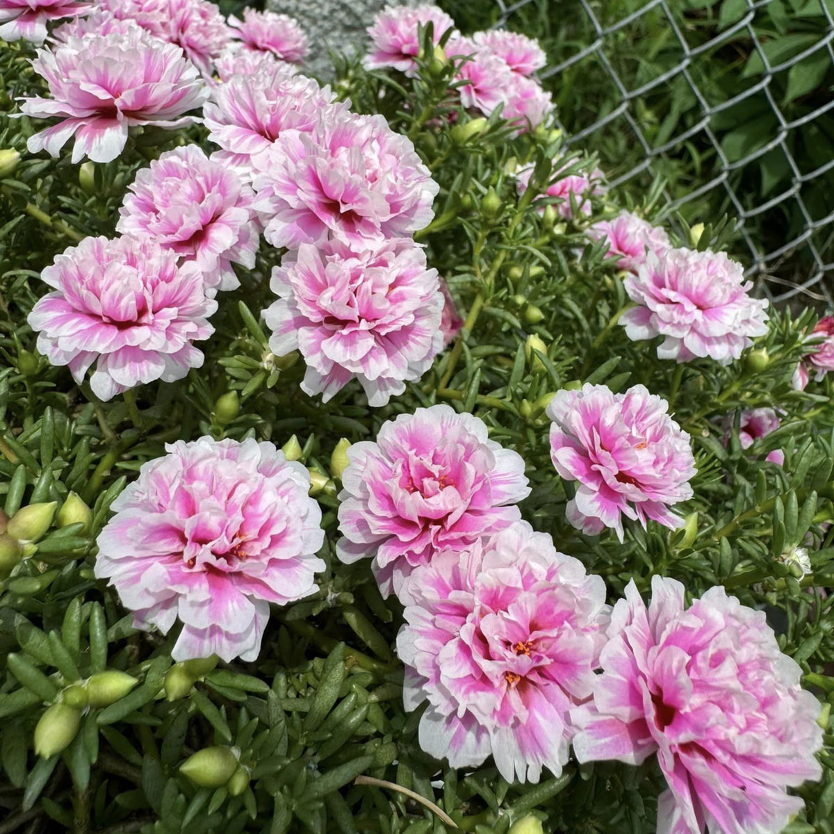 Moss Rose Seeds - Happy Hour Tropical Mix, 30 seeds