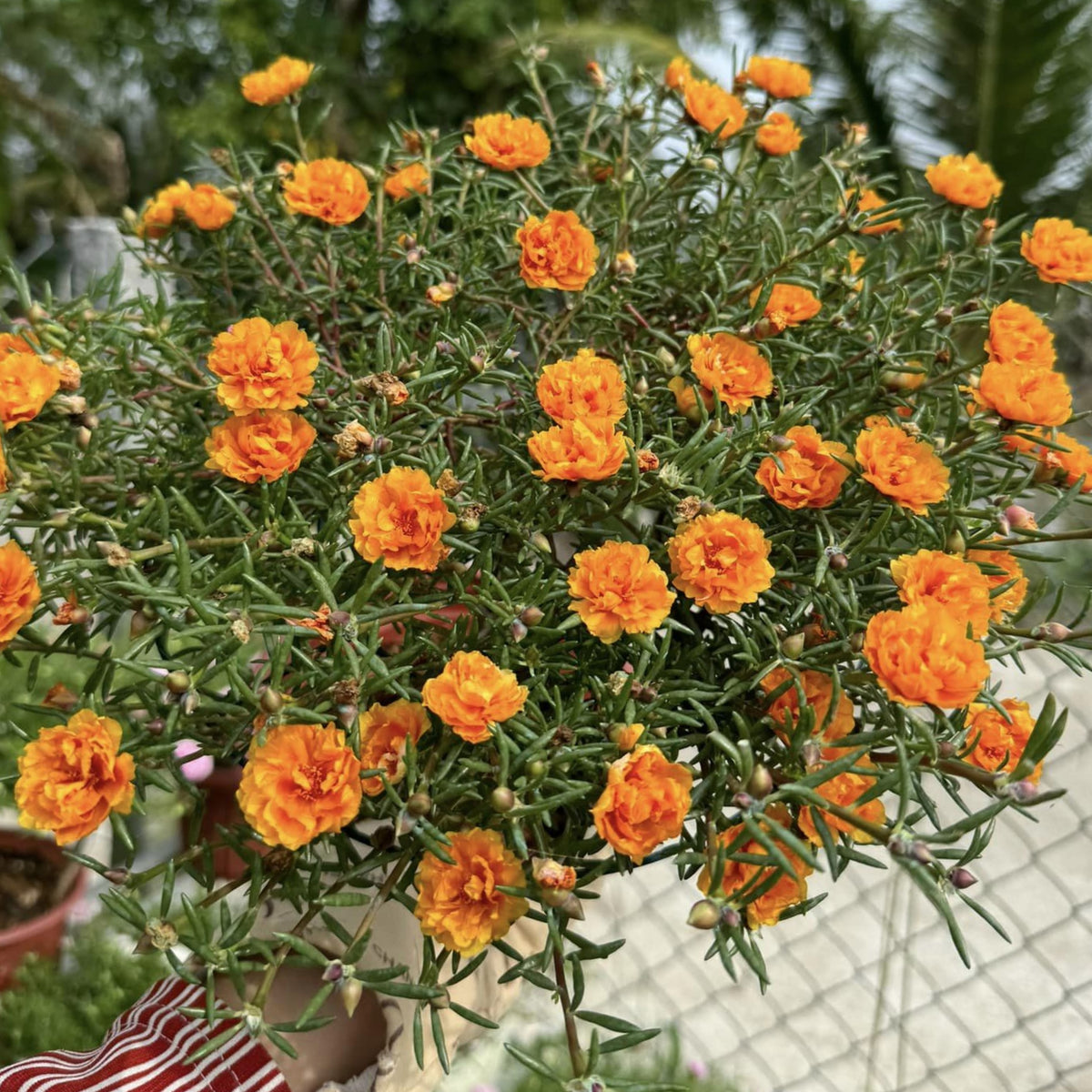 Orange Moss Rose Portulaca Grandiflora Seeds, 30 seeds