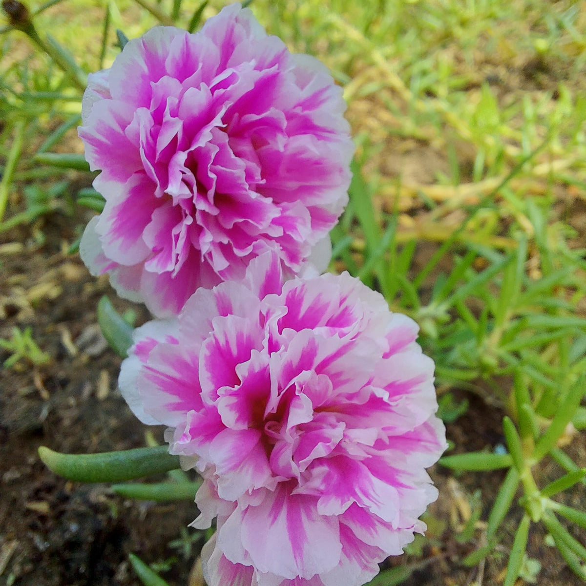 Moss Rose Seeds - Happy Hour Tropical Mix, 30 seeds