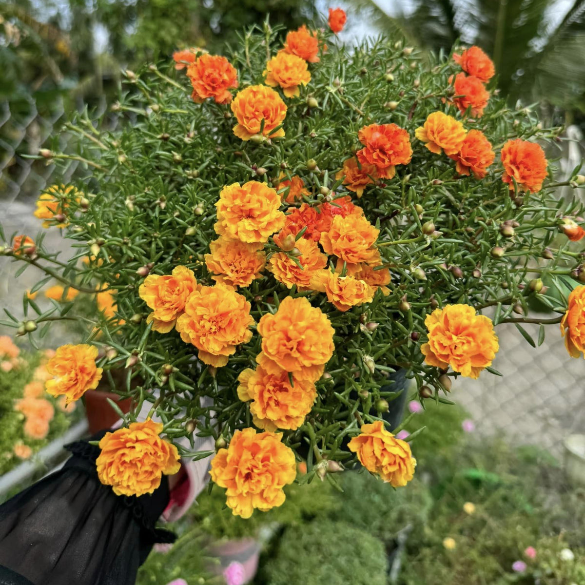 Orange Moss Rose Portulaca Grandiflora Seeds, 30 seeds