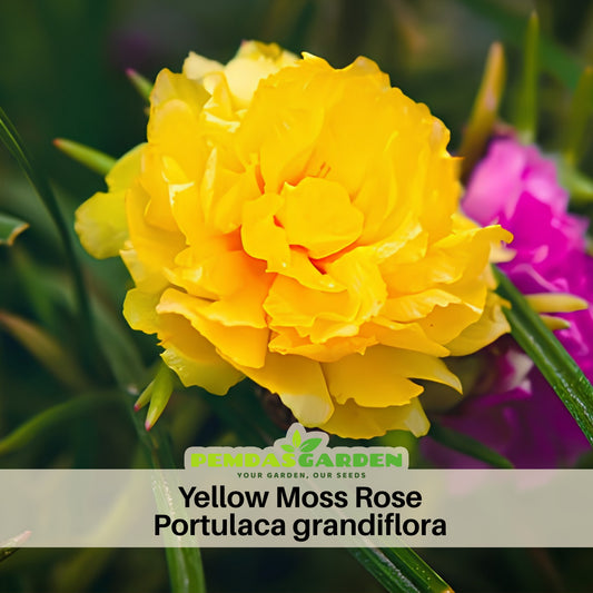 Moss Rose (Portulaca Grandiflora Sundial Peach) Seeds, 30 seeds