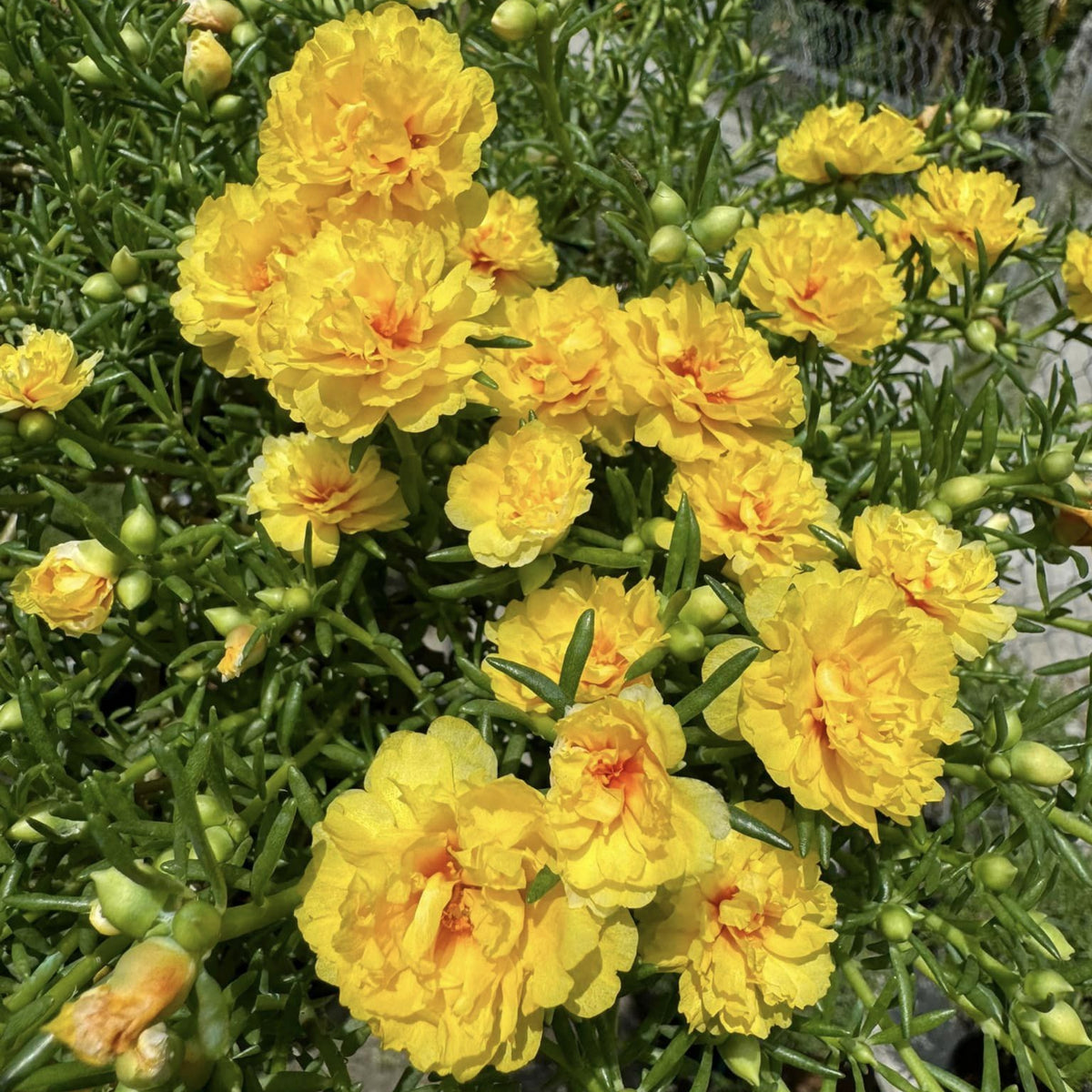 Moss Rose (Portulaca Grandiflora Sundial Peach) Seeds, 30 seeds