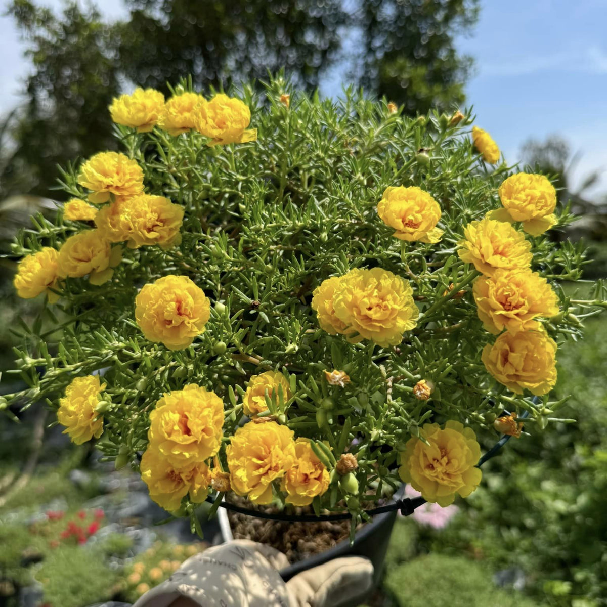 Moss Rose (Portulaca Grandiflora Sundial Peach) Seeds, 30 seeds