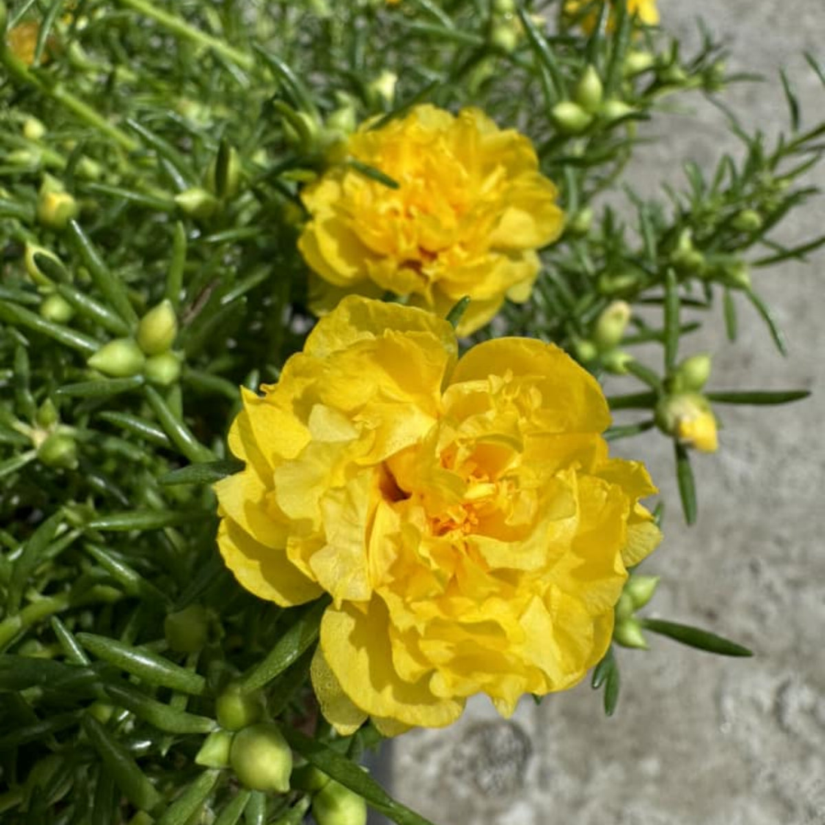 Moss Rose (Portulaca Grandiflora Sundial Peach) Seeds, 30 seeds