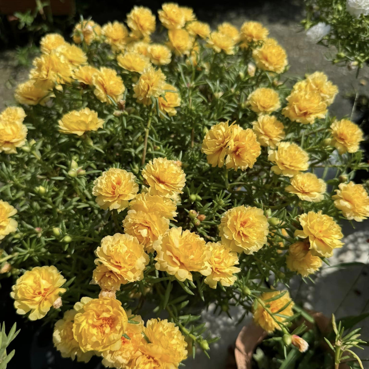 Moss Rose (Portulaca Grandiflora Sundial Peach) Seeds, 30 seeds